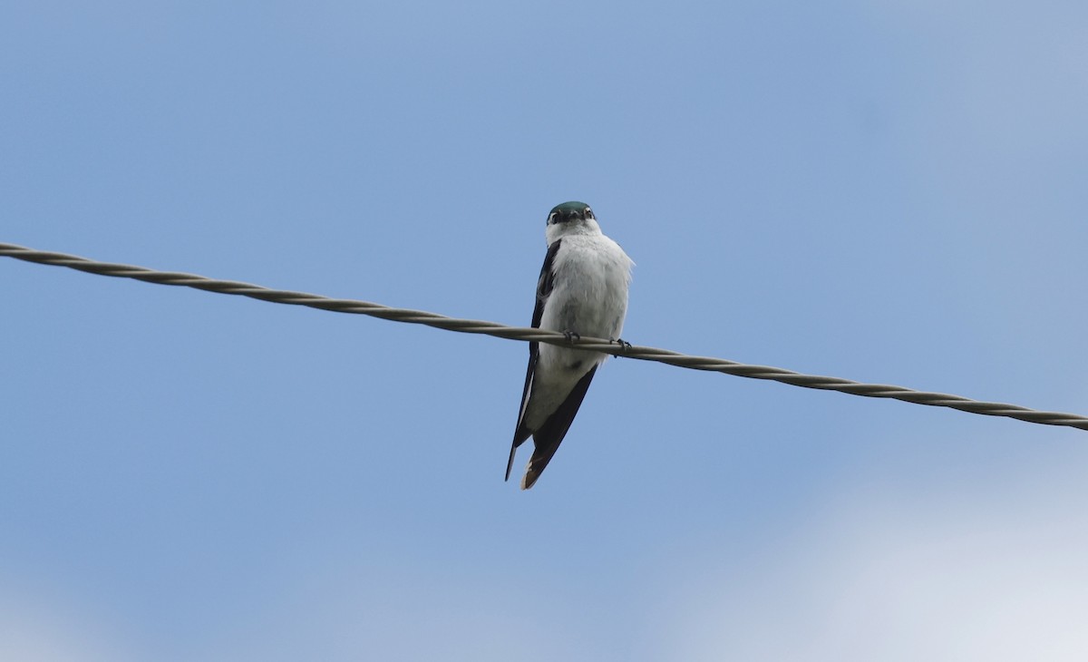 Violet-green Swallow - ML623109450