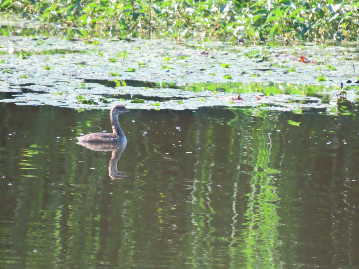 Pied-billed Grebe - ML623109458