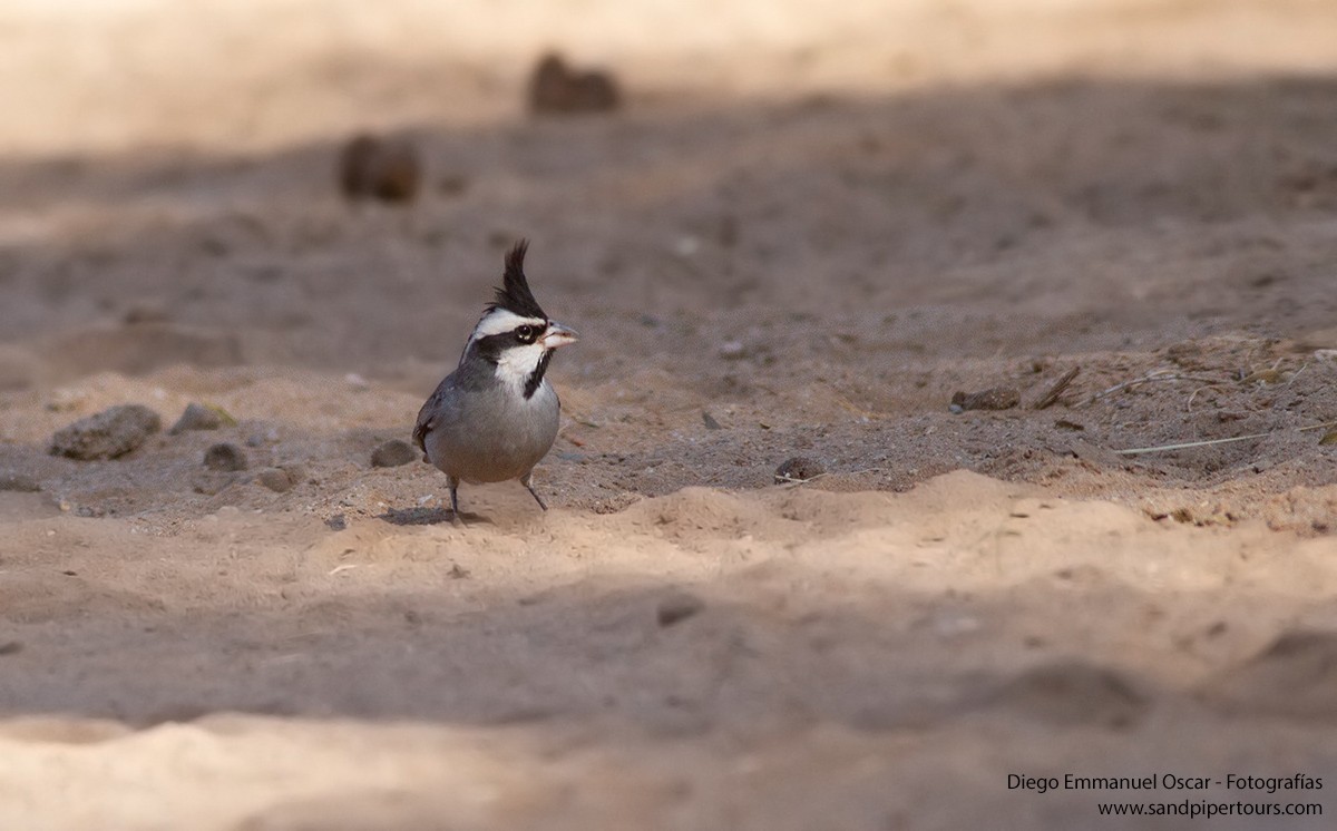 Black-crested Finch - ML623109507