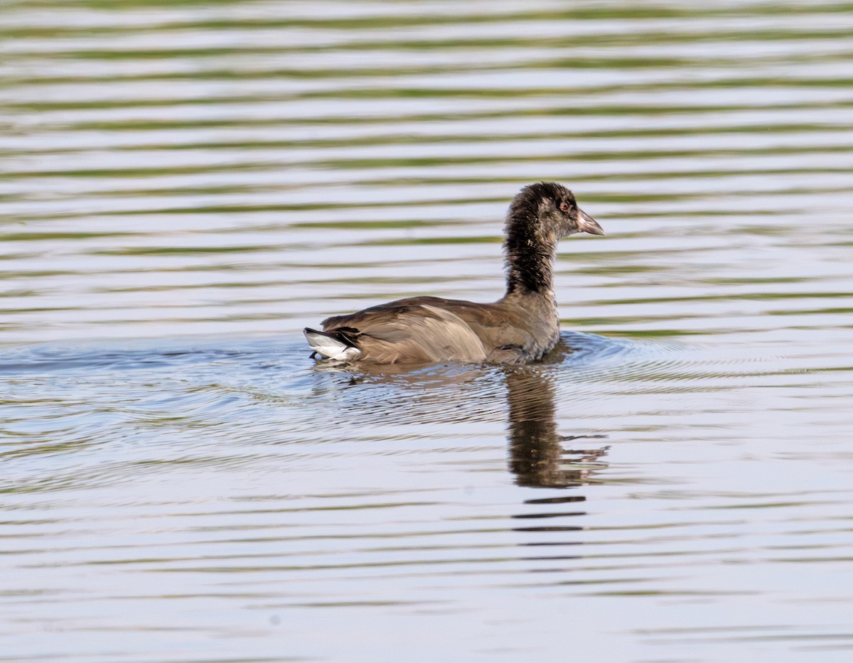 American Coot - Greg Courtney