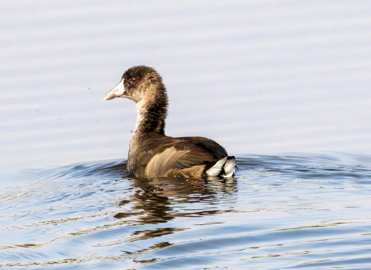 American Coot - Greg Courtney