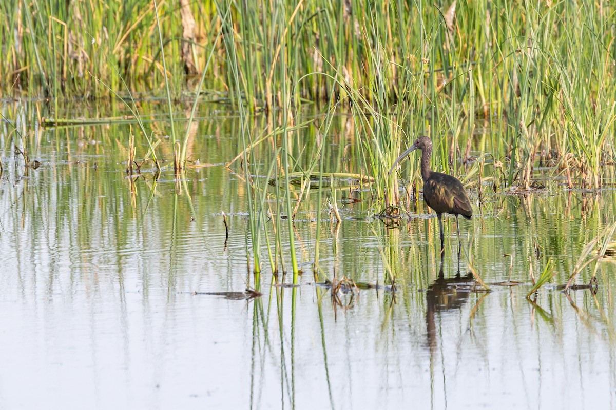 White-faced Ibis - Aaron Roberge