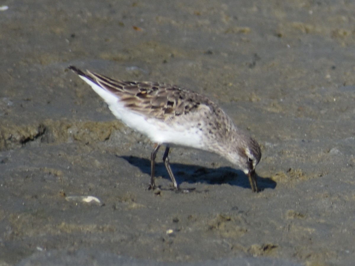 White-rumped Sandpiper - ML623109686