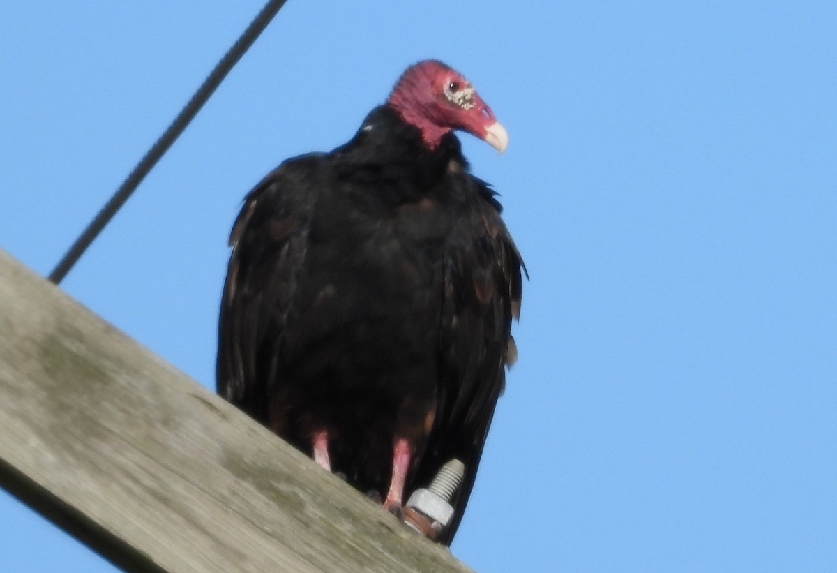 Turkey Vulture (Northern) - ML623109688