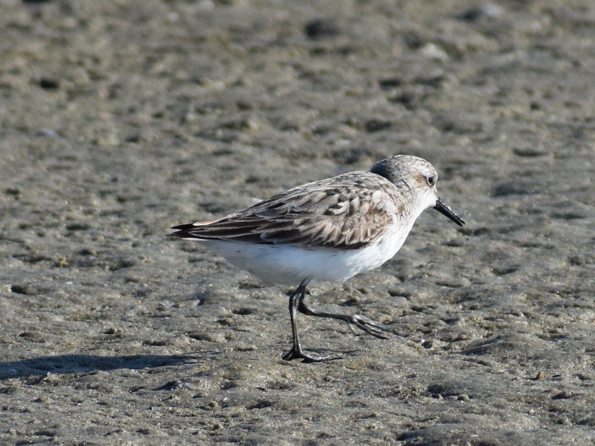 Semipalmated Sandpiper - ML623109704