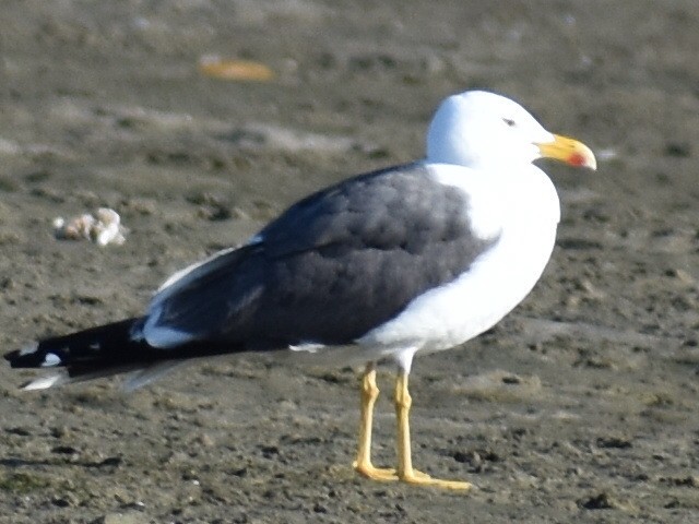 Lesser Black-backed Gull - ML623109712