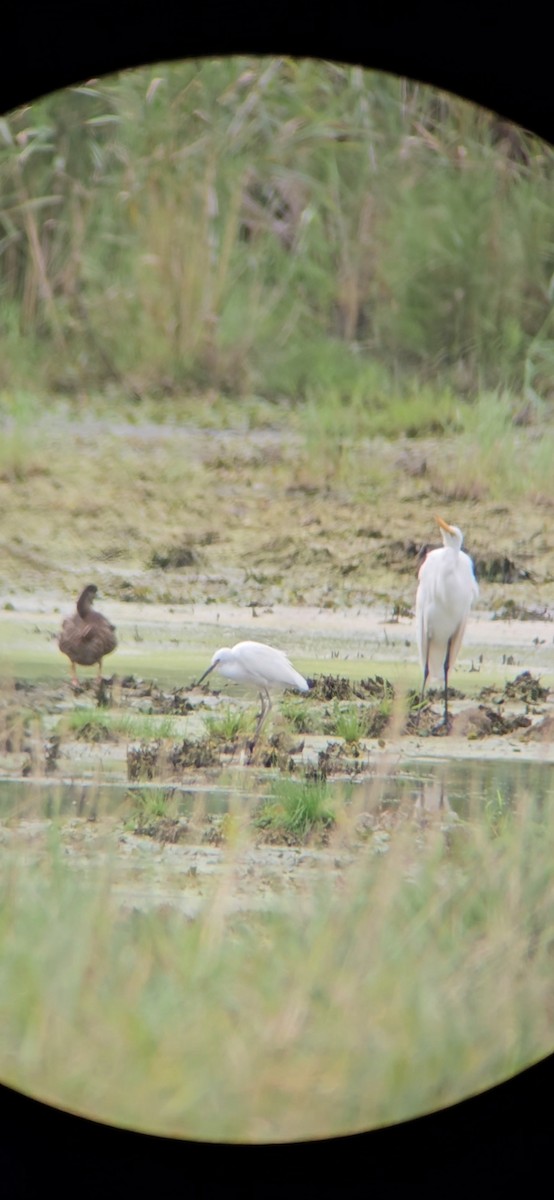 Snowy Egret - ML623109731