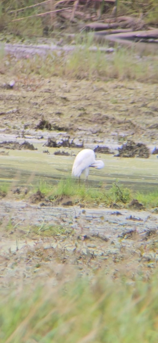 Snowy Egret - ML623109732