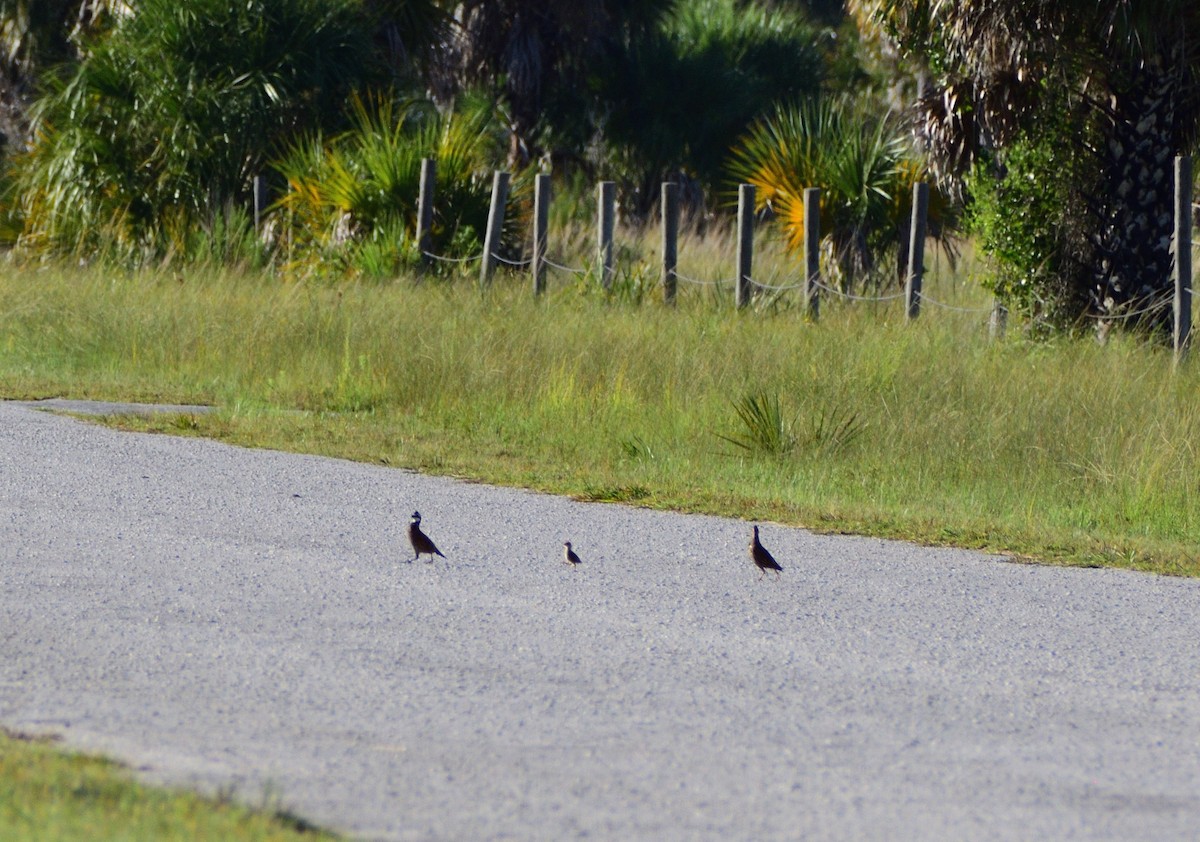 Northern Bobwhite - ML623109873