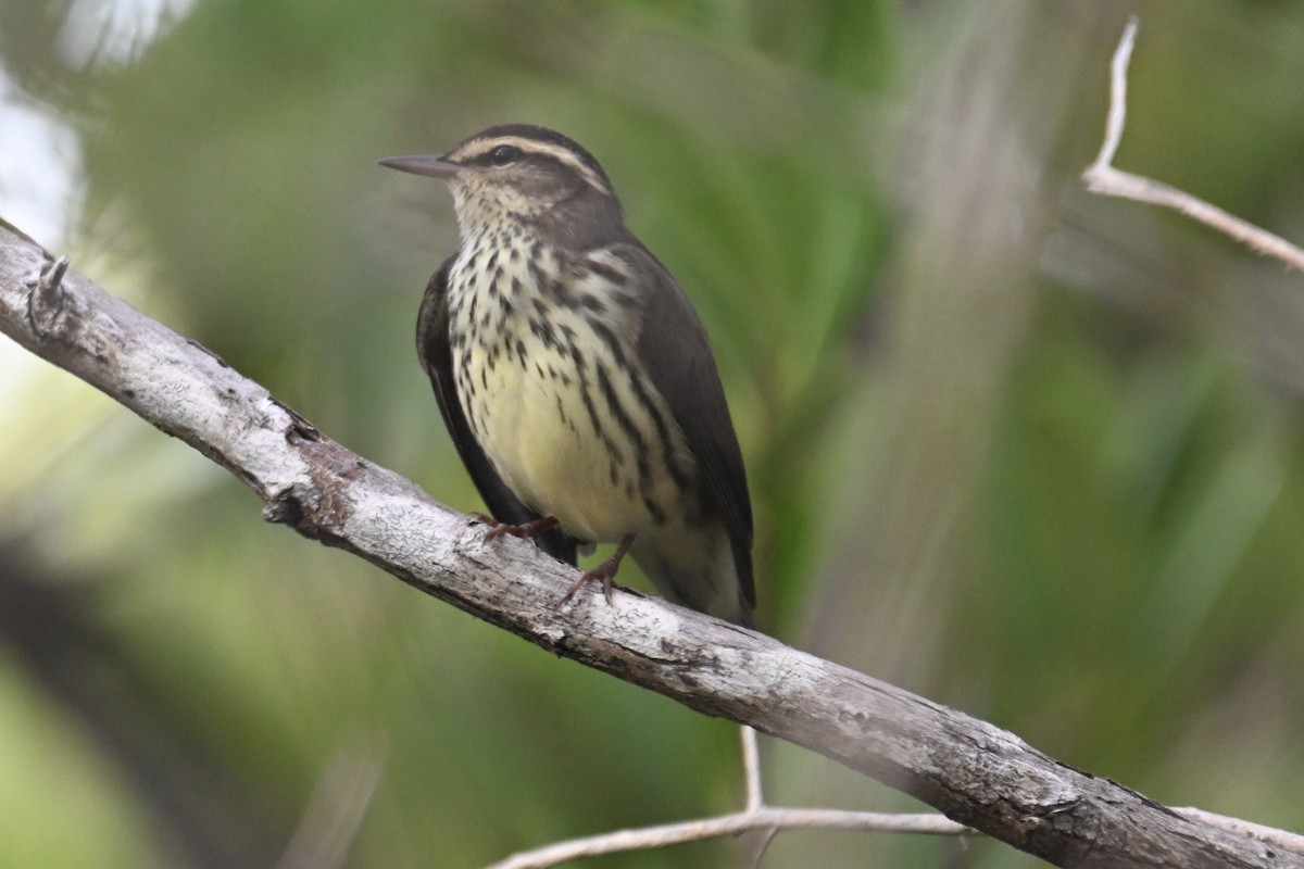 Northern Waterthrush - ML623109887