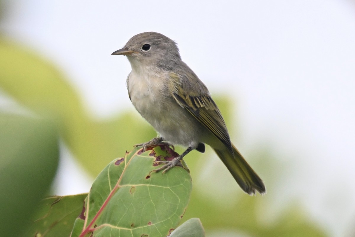 Yellow Warbler (Golden) - ML623109901