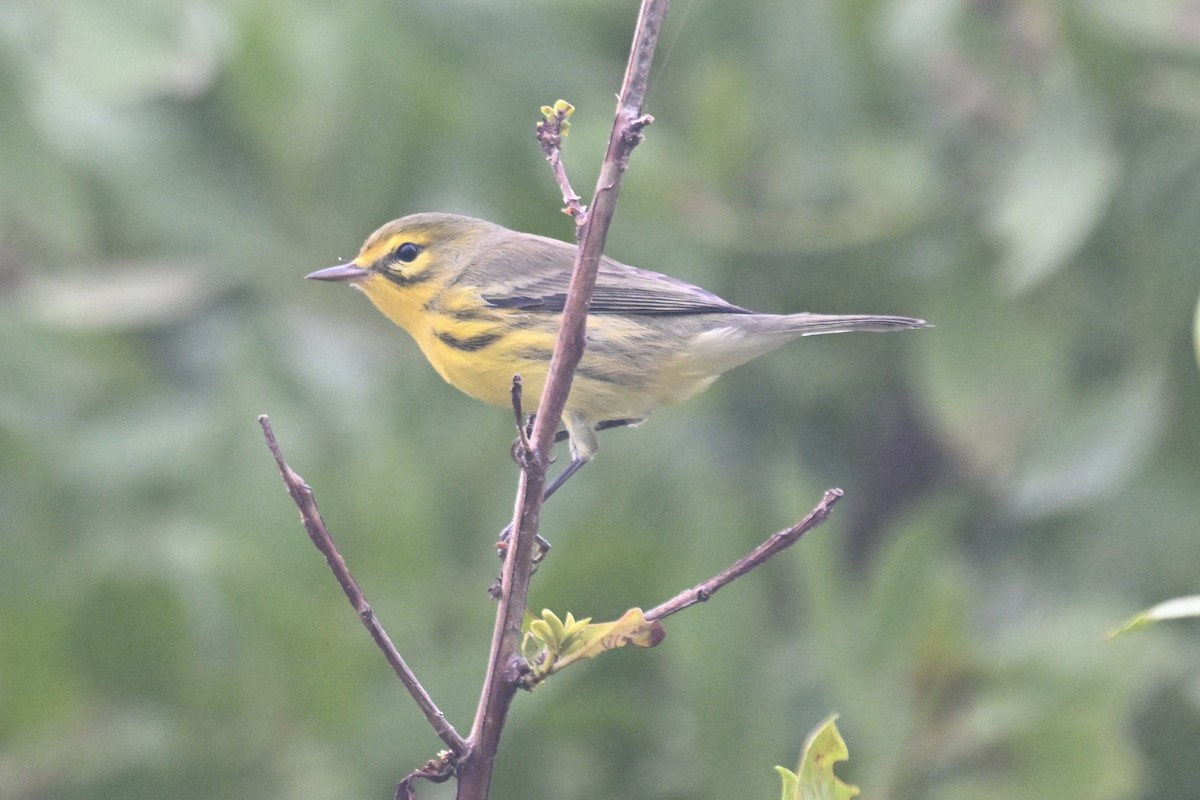 Prairie Warbler - ML623109913