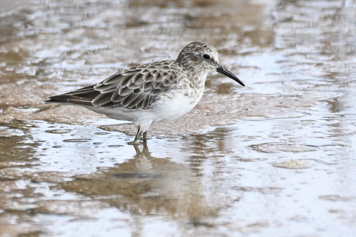 Least Sandpiper - ML623109942