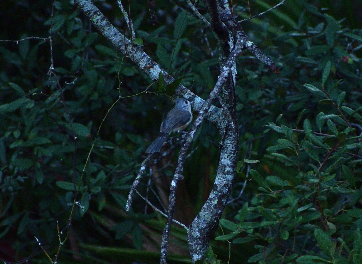 Tufted Titmouse - ML623110023