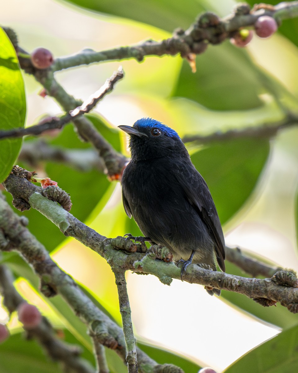 Blue-capped Manakin - ML623110049