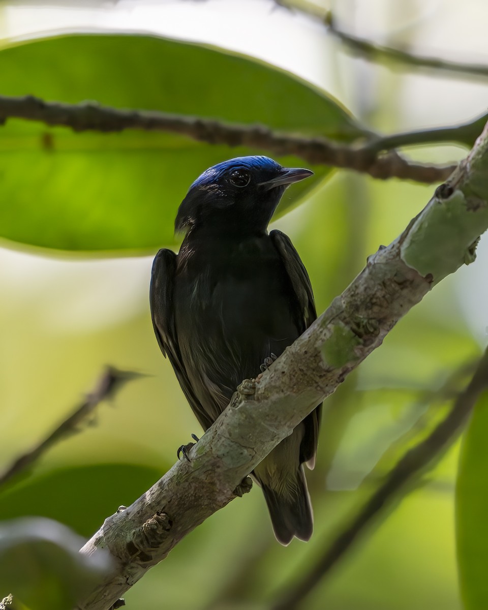 Blue-capped Manakin - ML623110050