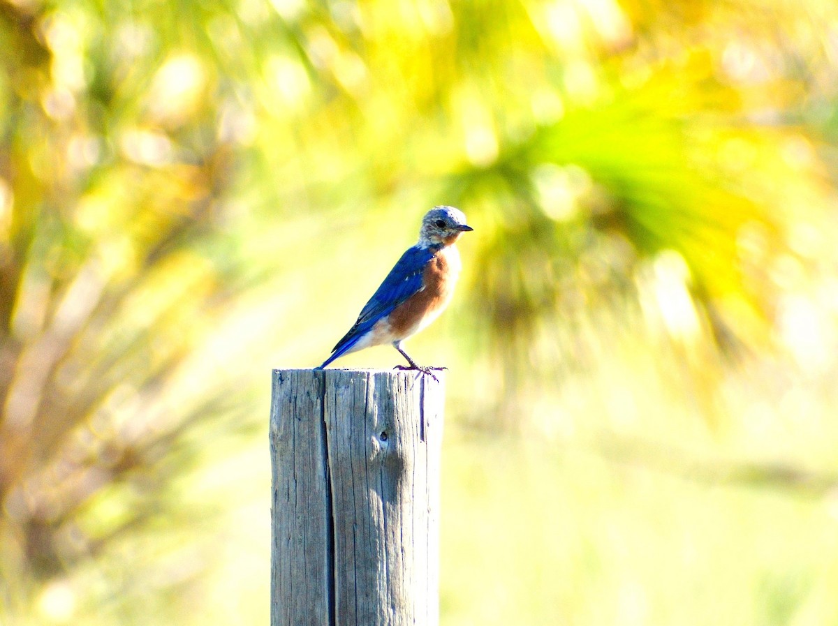 Eastern Bluebird - ML623110083