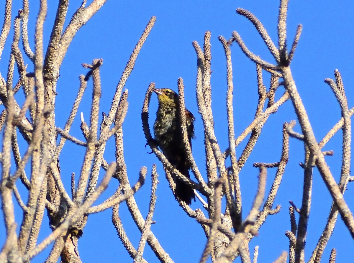 Red-winged Blackbird - ML623110104