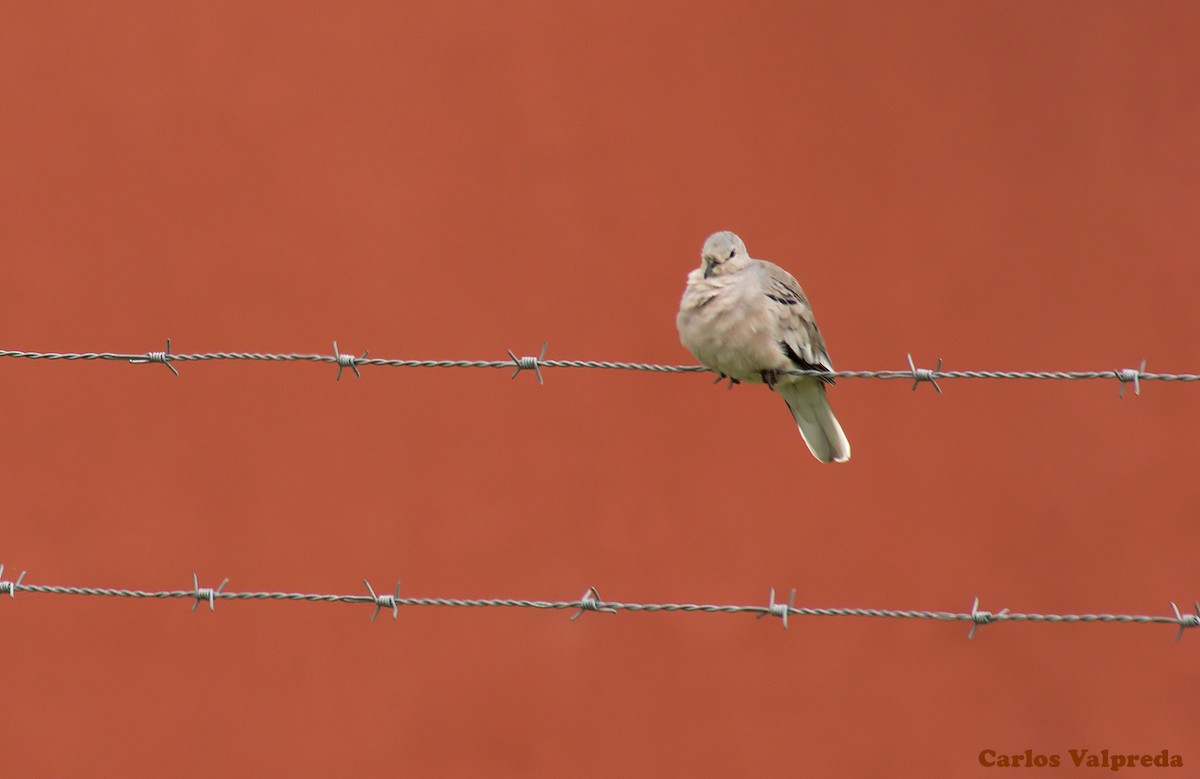 Picui Ground Dove - ML623110178