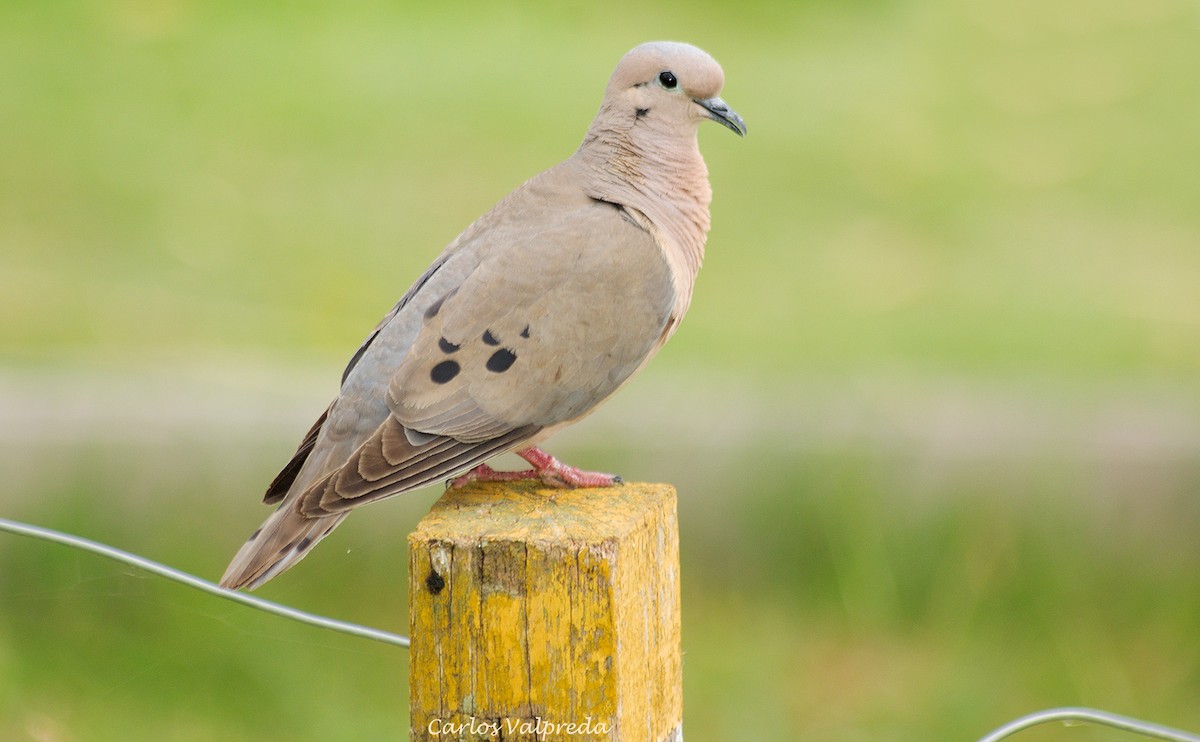 Eared Dove - ML623110196