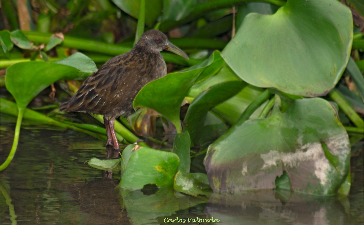 Spotted Rail - ML623110208