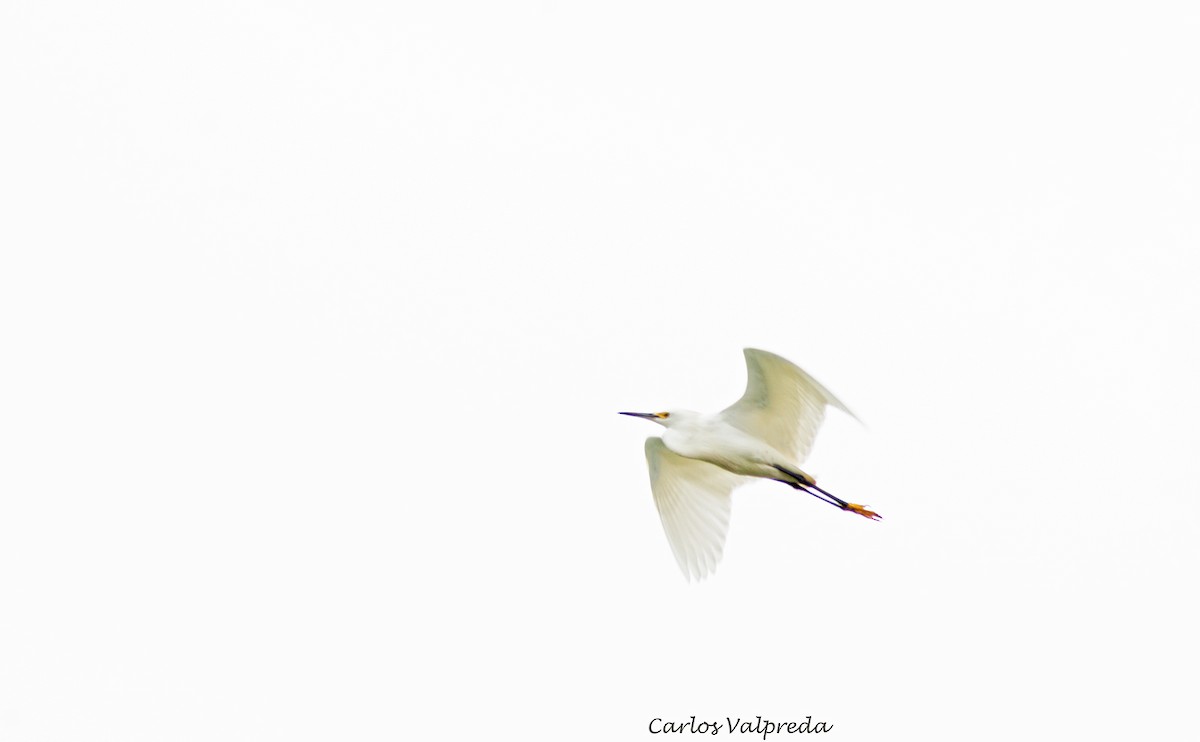 Snowy Egret - ML623110214