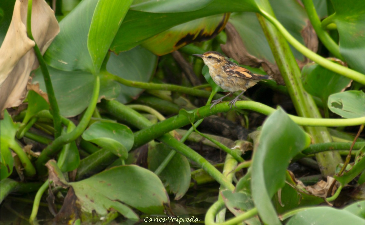 Wren-like Rushbird - ML623110220