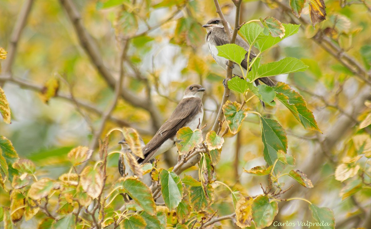 Brown-chested Martin - ML623110227