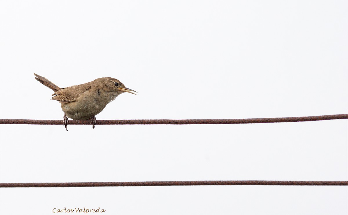 House Wren - ML623110248