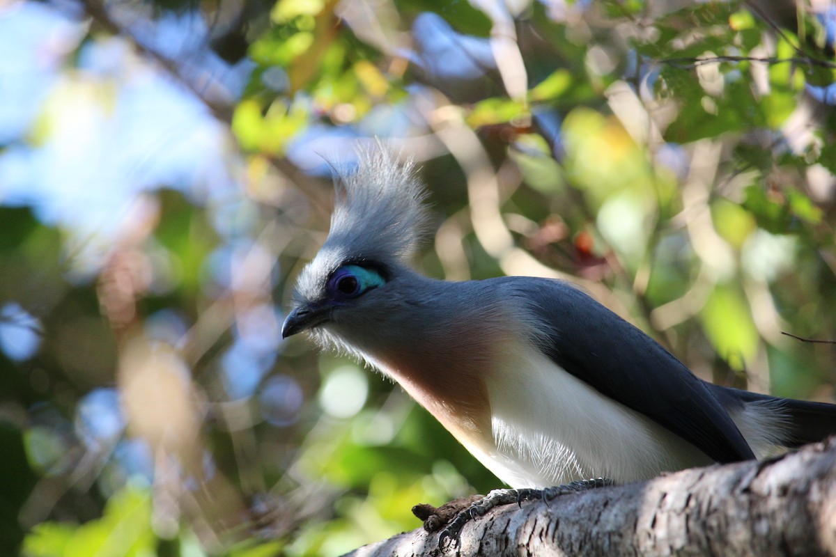 Crested Coua - ML623110251