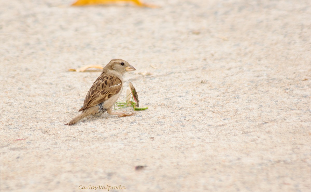 House Sparrow - ML623110257