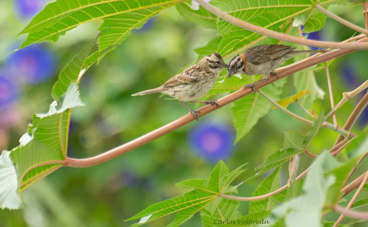 Rufous-collared Sparrow - ML623110277