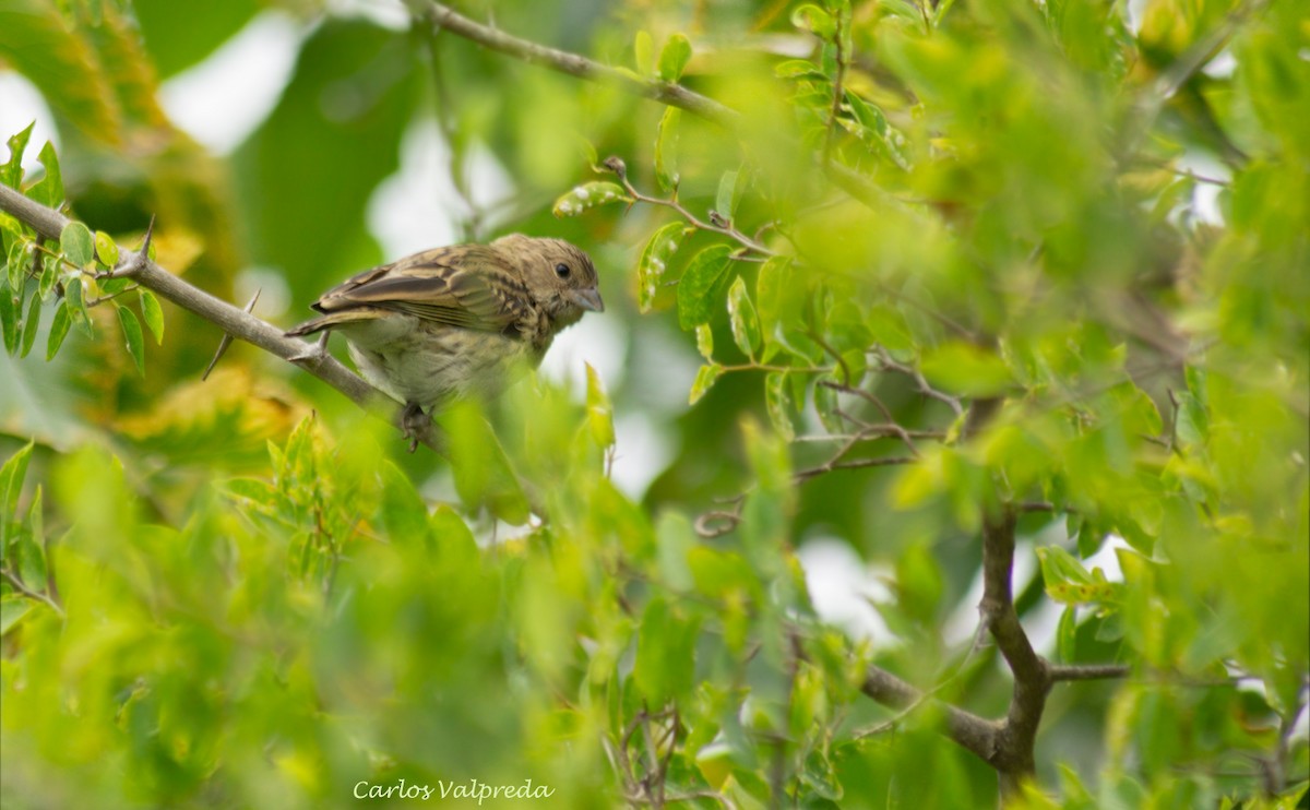 Saffron Finch - ML623110284