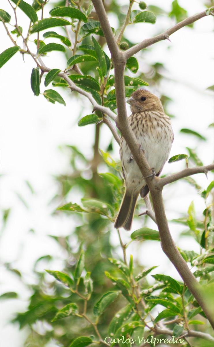 Saffron Finch - ML623110315