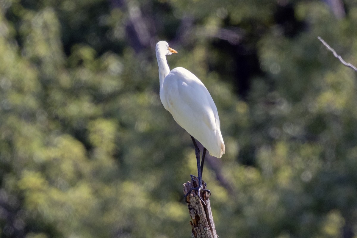 Great Egret - ML623110342