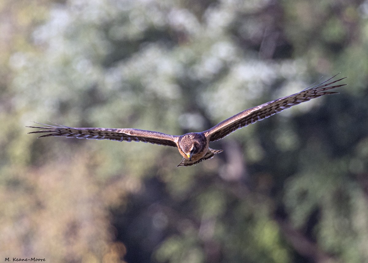 Northern Harrier - ML623110345