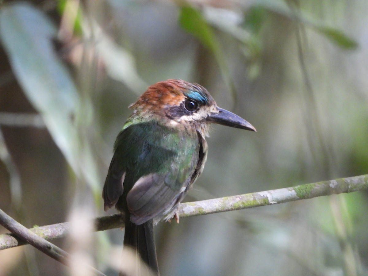 Tody Motmot - ML623110363