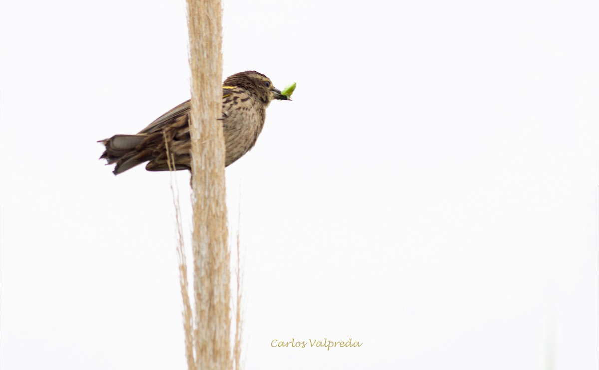 Yellow-winged Blackbird - ML623110366