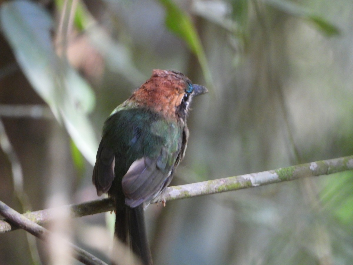 Tody Motmot - Abel Atehortua