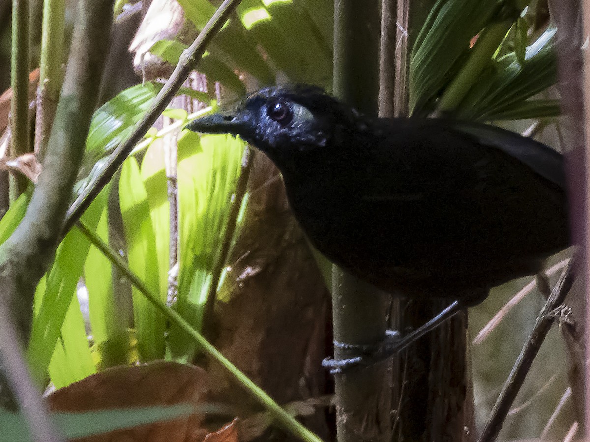 Blue-lored Antbird - ML623110374