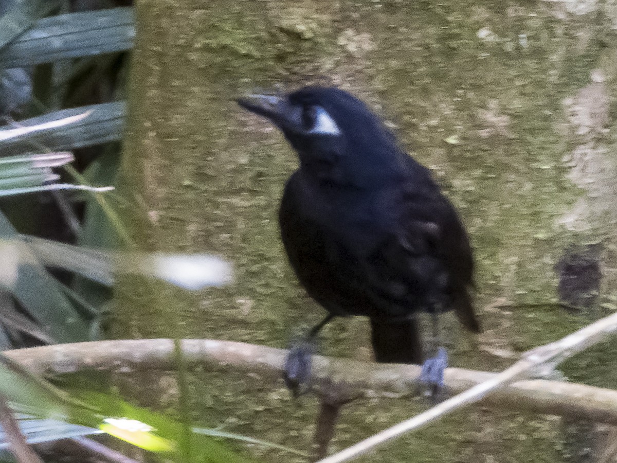 Blue-lored Antbird - ML623110375