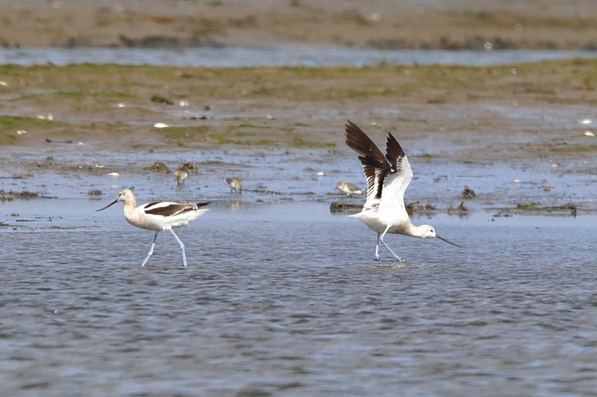 American Avocet - ML623110390