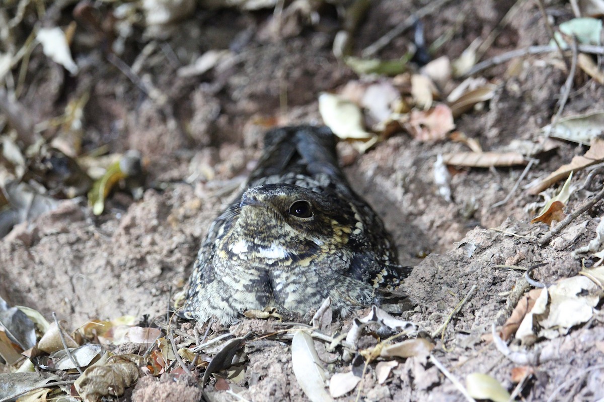 Madagascar Nightjar - Christopher Moser-Purdy