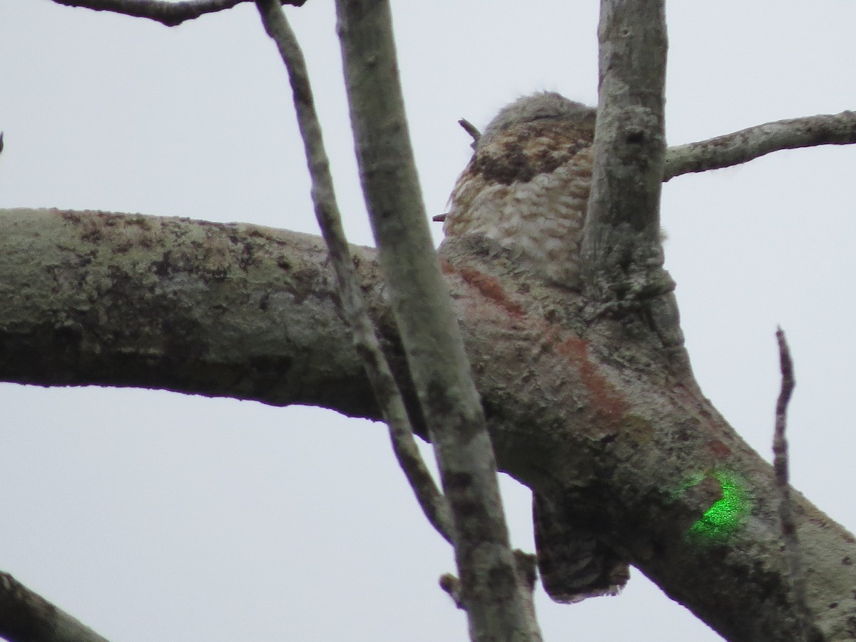 Great Potoo - ML623110449