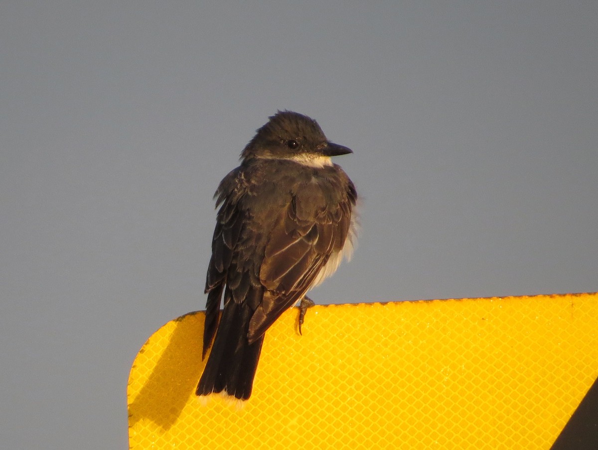 Eastern Kingbird - ML623110464
