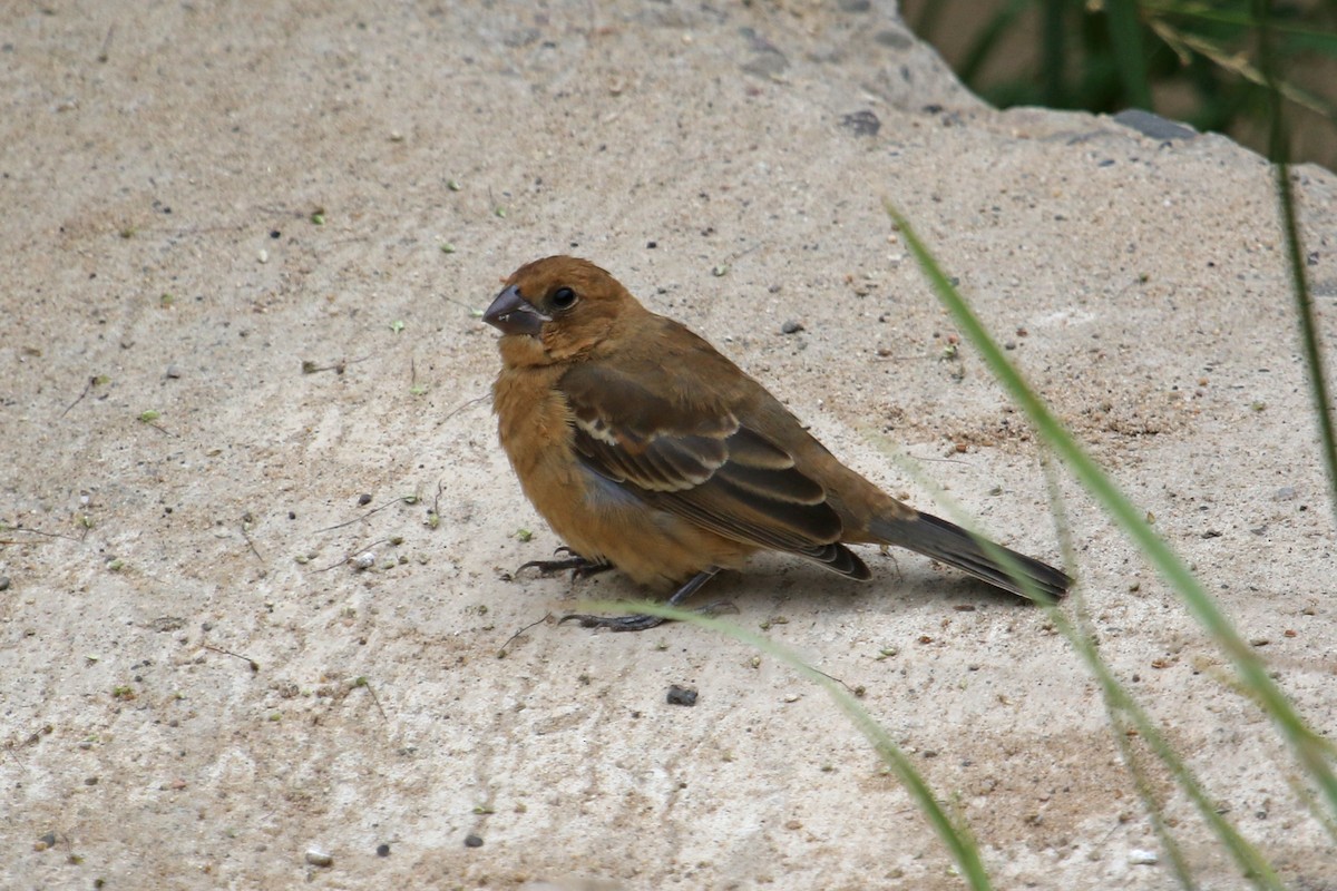 Blue Grosbeak - ML623110466