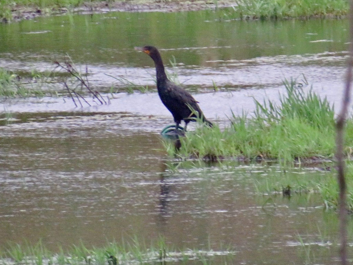 Double-crested Cormorant - ML623110470