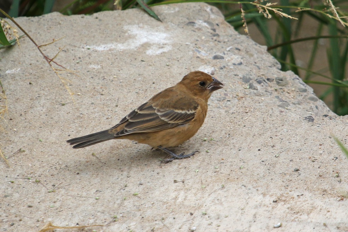 Blue Grosbeak - ML623110475