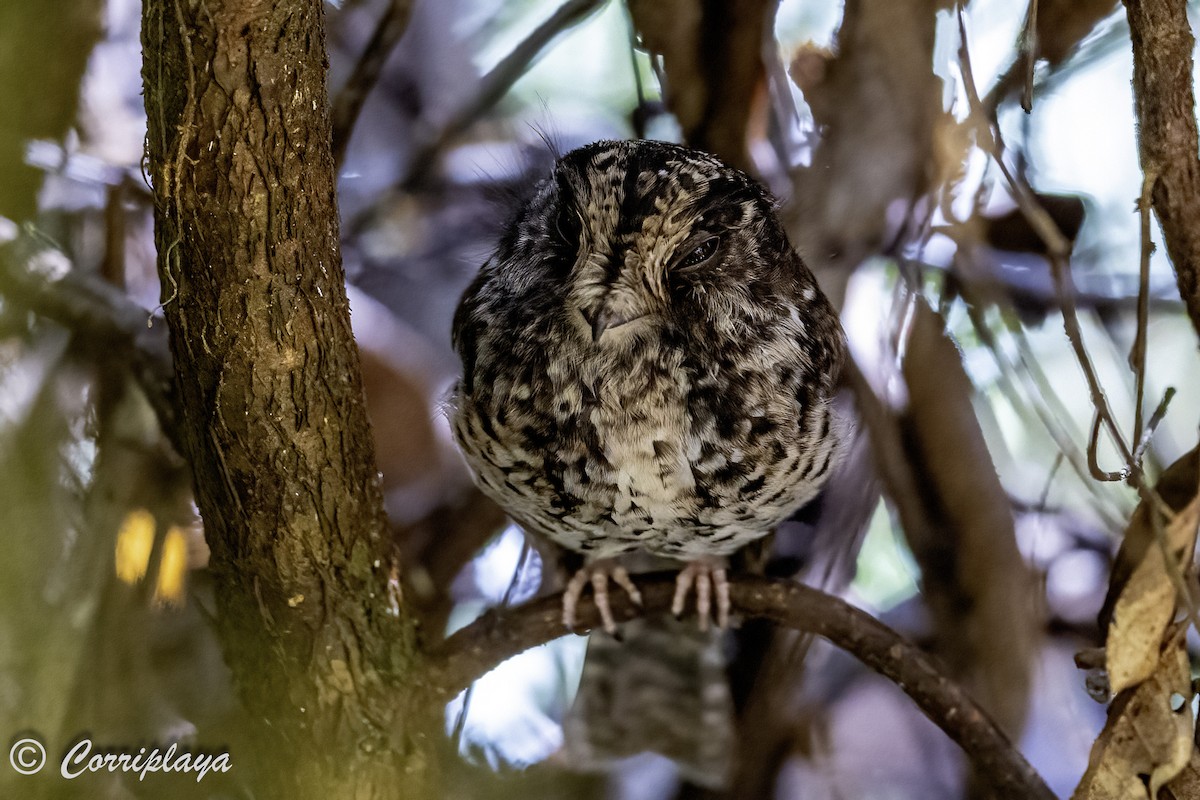 Mountain Owlet-nightjar - ML623110538