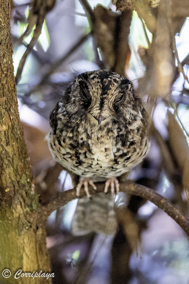 Mountain Owlet-nightjar - ML623110539